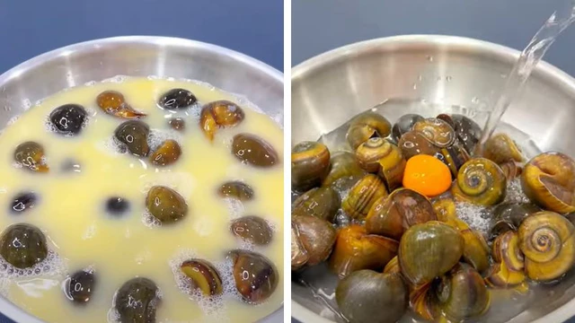 Cho ốc ăn để tránh bị gầy đi sau một đêm: Có thể dùng trứng gà đập dập, bã cà phê hoặc thức ăn cho cá.