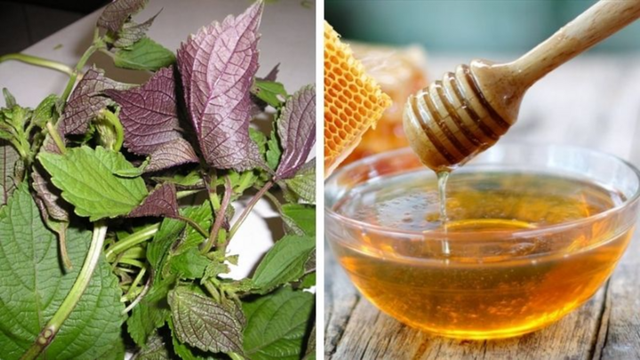 Sự kết hợp giữa lá tía tô và mật ong giúp làm trắng sáng da và ngăn ngừa các dấu hiệu lão hóa.