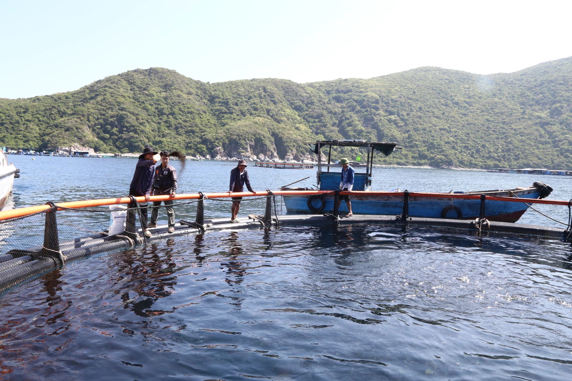 Sea fish farmed in HDPE cages with high technology in Dam Bay sea area (Nha Trang Ward)

