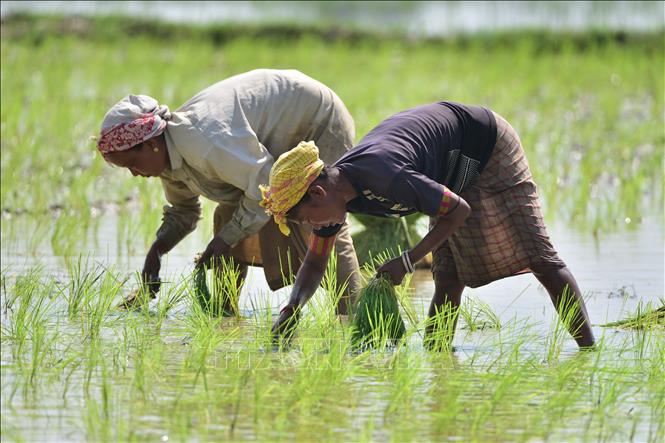Nông dân trồng lúa trên cánh đồng ở Nagaon, bang Assam, Ấn Độ. Ảnh minh họa: THX/TTXVN