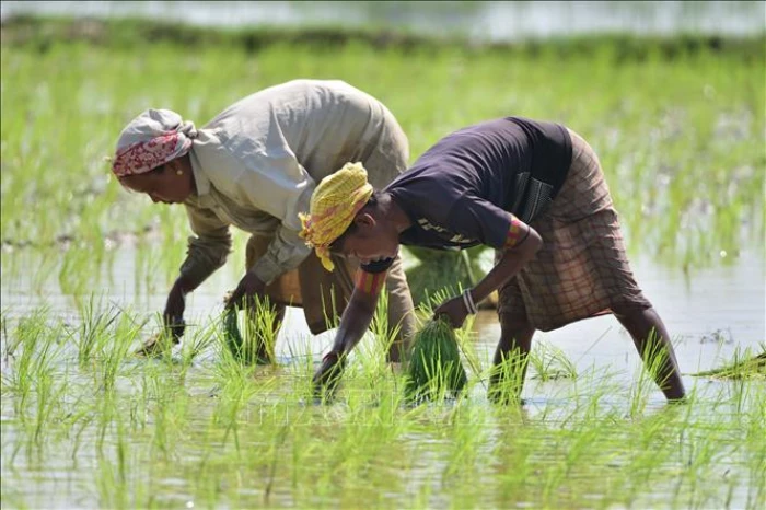 Hạt giống vô tính hứa hẹn thay đổi nông nghiệp toàn cầu