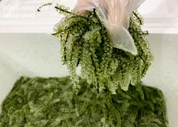 Rong nho biển. Ảnh minh họa/Internet