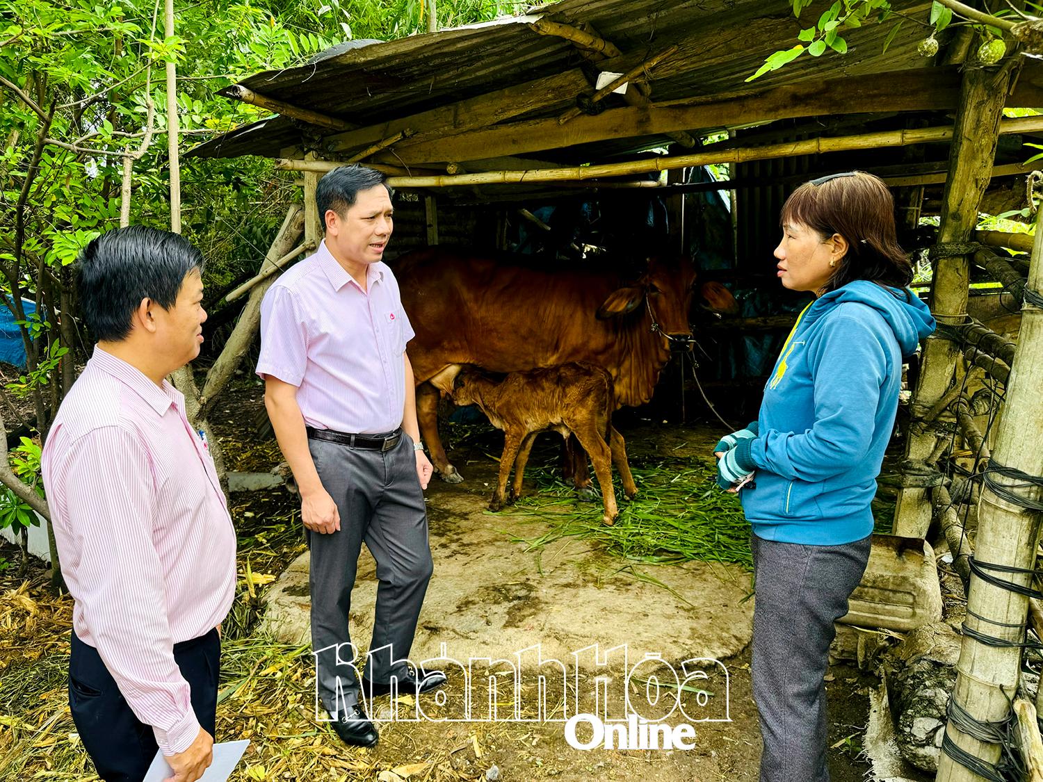 Bà Nguyễn Thị Diệu Minh trao đổi với lãnh đạo Ngân hàng Chính sách xã hội về kế hoạch phát triển đàn bò.