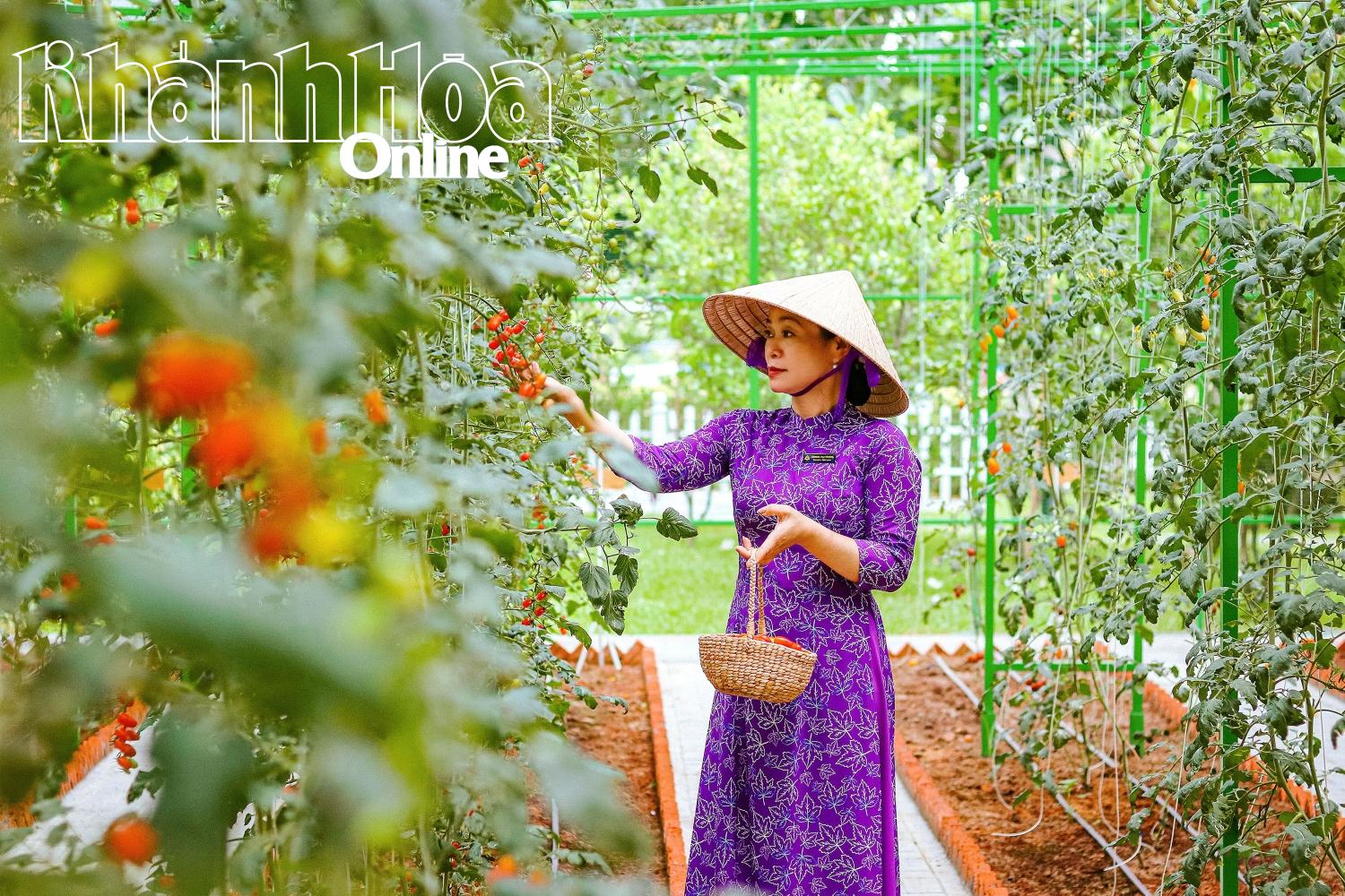 Vườn rau xanh ở Champa Islanđ Nha Trang