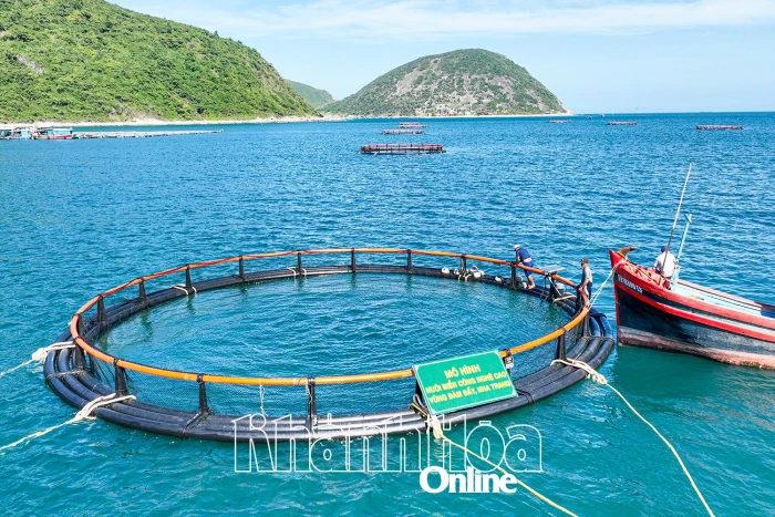 Vươn khơi nuôi biển - Kỳ 2:  Mốc son cho ngành nuôi biển Việt Nam