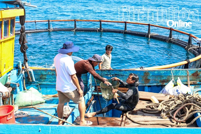 Vươn khơi nuôi biển ​​​​​​​- Kỳ 3: Thách thức của người tiên phong