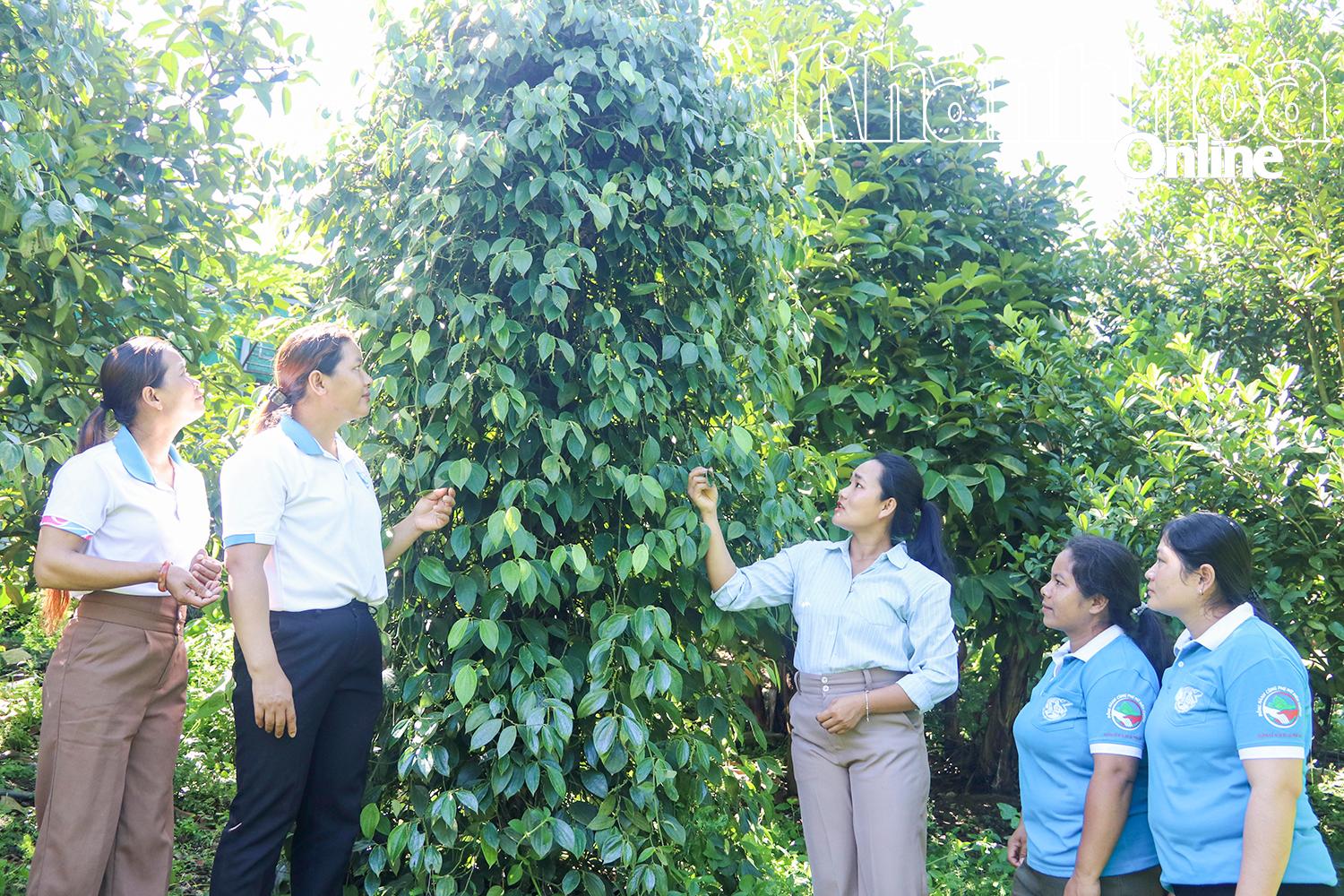 Sản phẩm hạt tiêu đen đạt OCOP 3 sao đã khuyến khích người dân tận dụng đất trống để trồng tiêu, mang lại thu nhập ổn định.