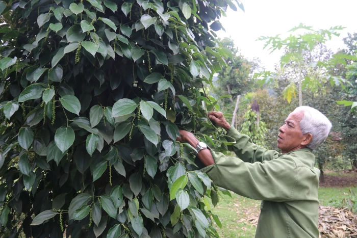Người cao tuổi tham gia chuyển đổi số, chuyển đổi xanh, khởi nghiệp và tạo việc làm