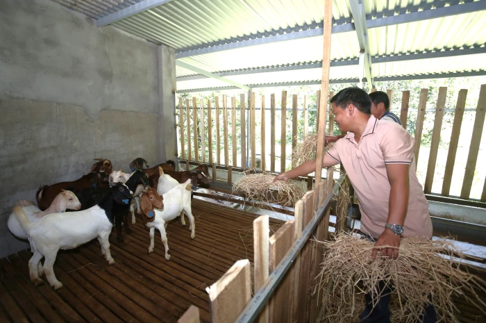 VIDEO: Xã Tây Khánh Vĩnh mở rộng mô hình nuôi dê gắn với du lịch sinh thái