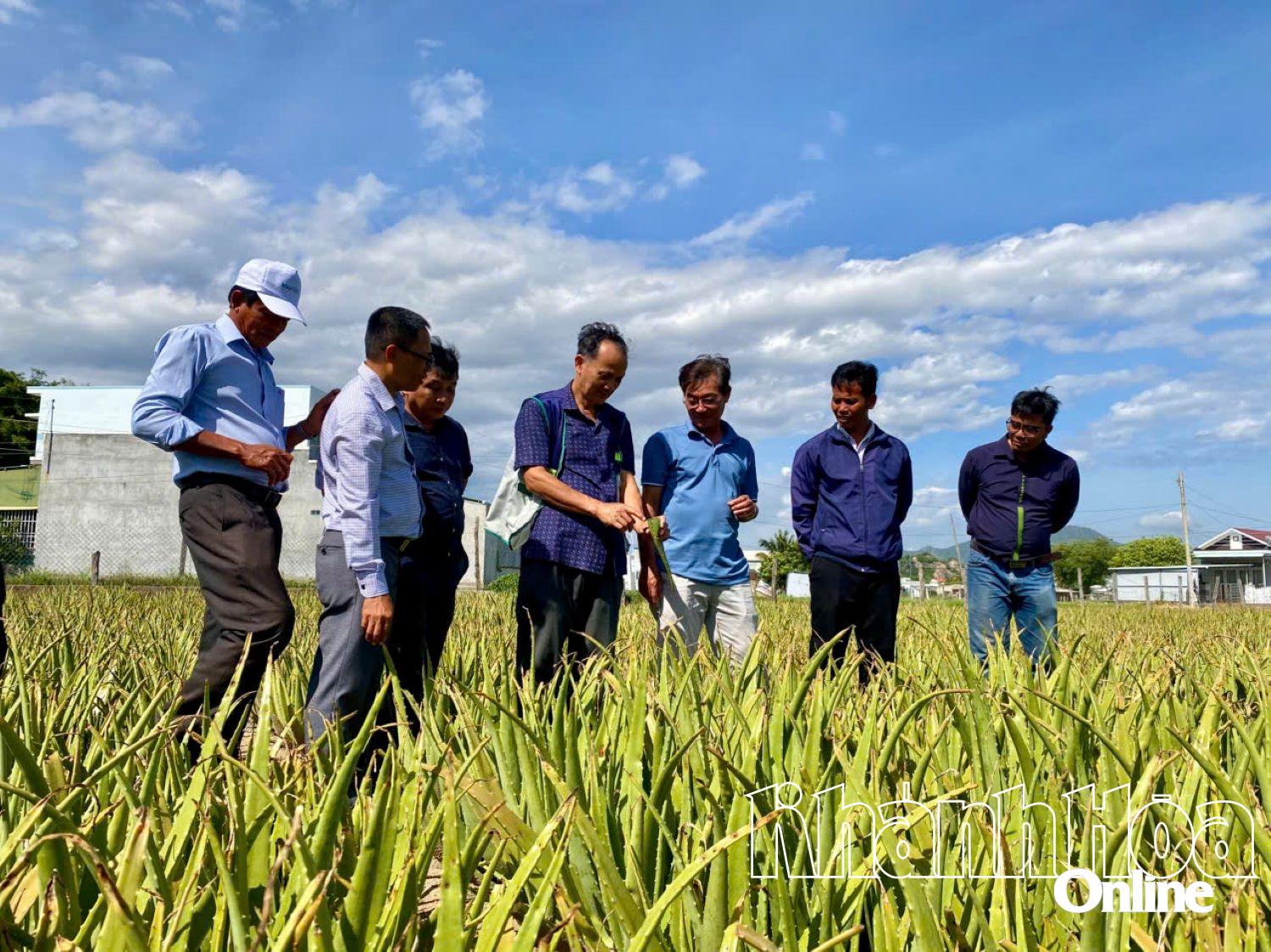 Các học viên tham quan vùng nguyên liệu nha đam tại Công ty Cổ phần Thực phẩm Cánh Đồng Việt.