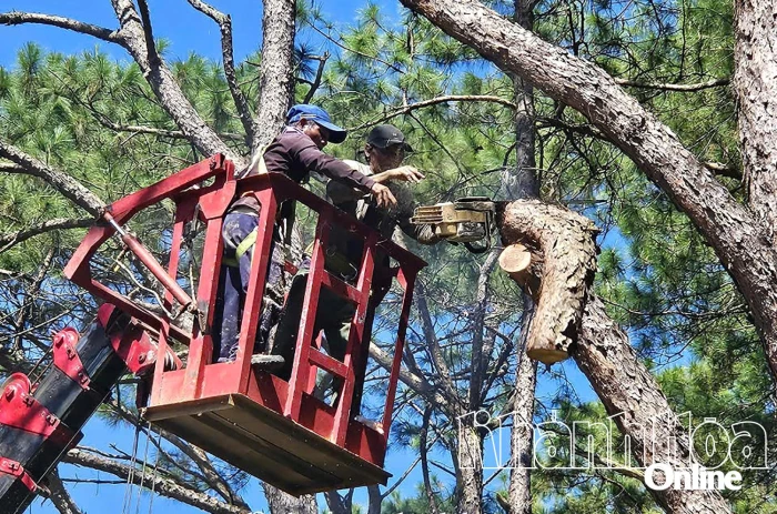 Xử lý tận thu 18 cây thông bị chết có nguy cơ gãy đổ ven Tỉnh lộ 9