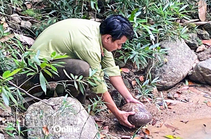 Cần tuân thủ quy định về bảo vệ động vật hoang dã