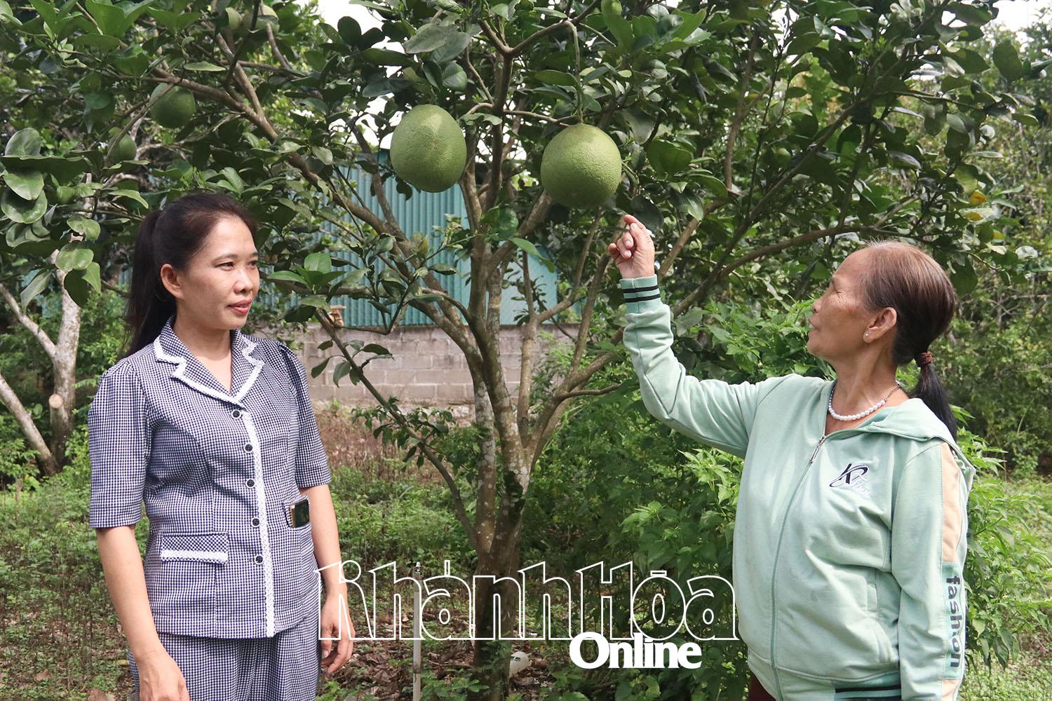 Mô hình trồng cây ăn quả được nhân rộng để các hội viên làm theo.