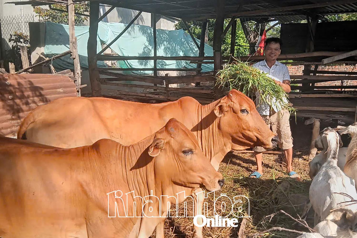 Ông Nguyễn Mạnh Đoàn (thôn Thành Sơn, xã Xuân Hải) được hỗ trợ vay vốn phát triển mô hình chăn nuôi bò, dê sinh sản thoát nghèo.
