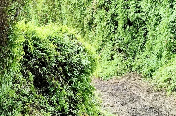 Khu rừng cổ tích ở Cam Lâm