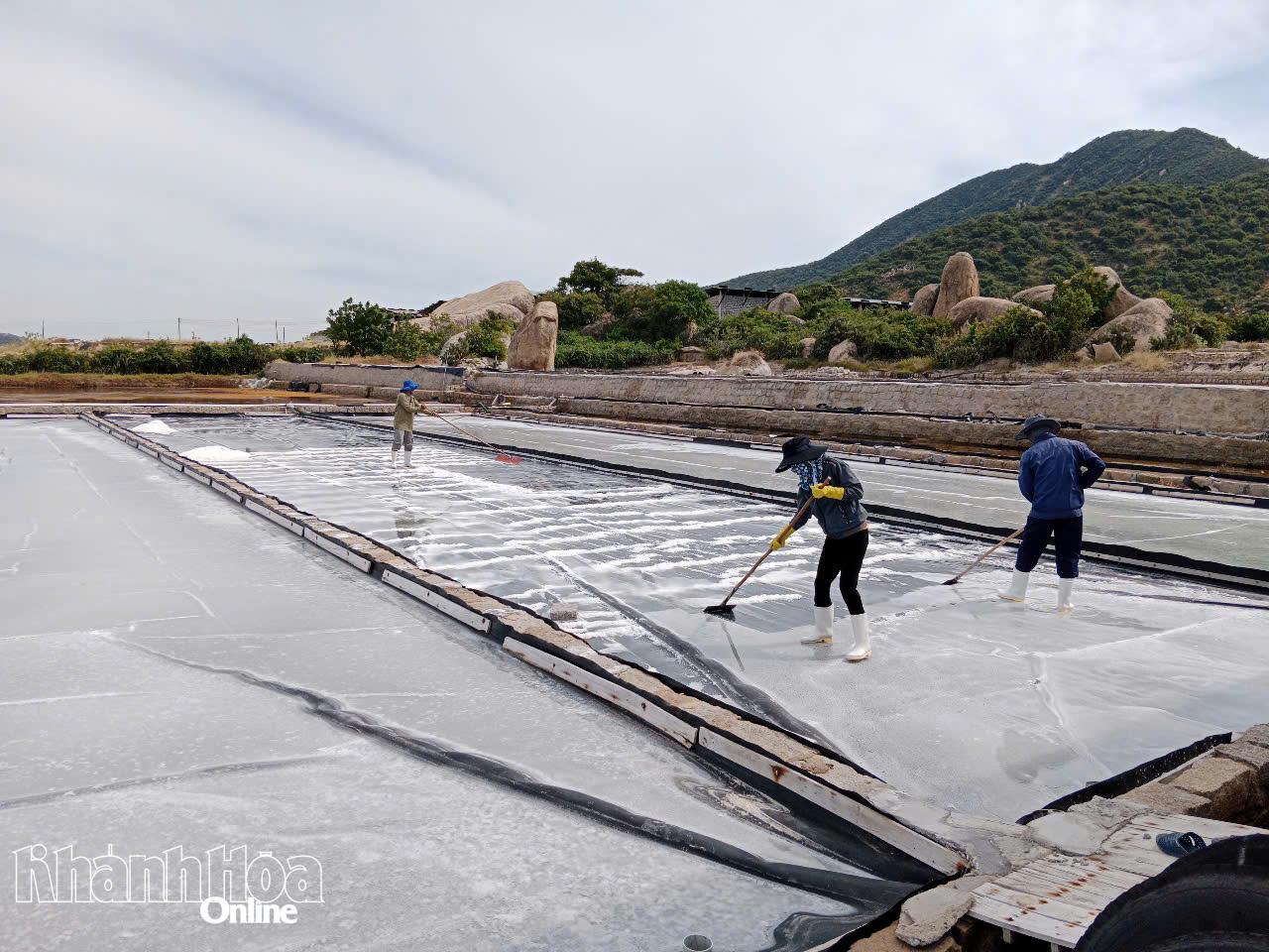 Diêm dân xã Ninh hải sane xuất muối.
