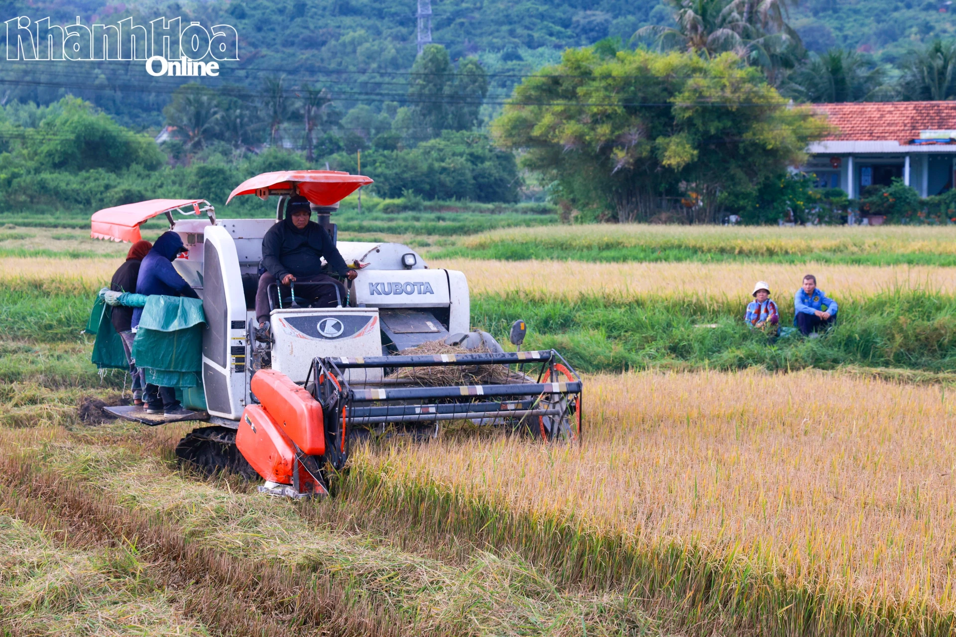 Nông dân phường Ninh Hòa thu hoạch lúa hè thu.
