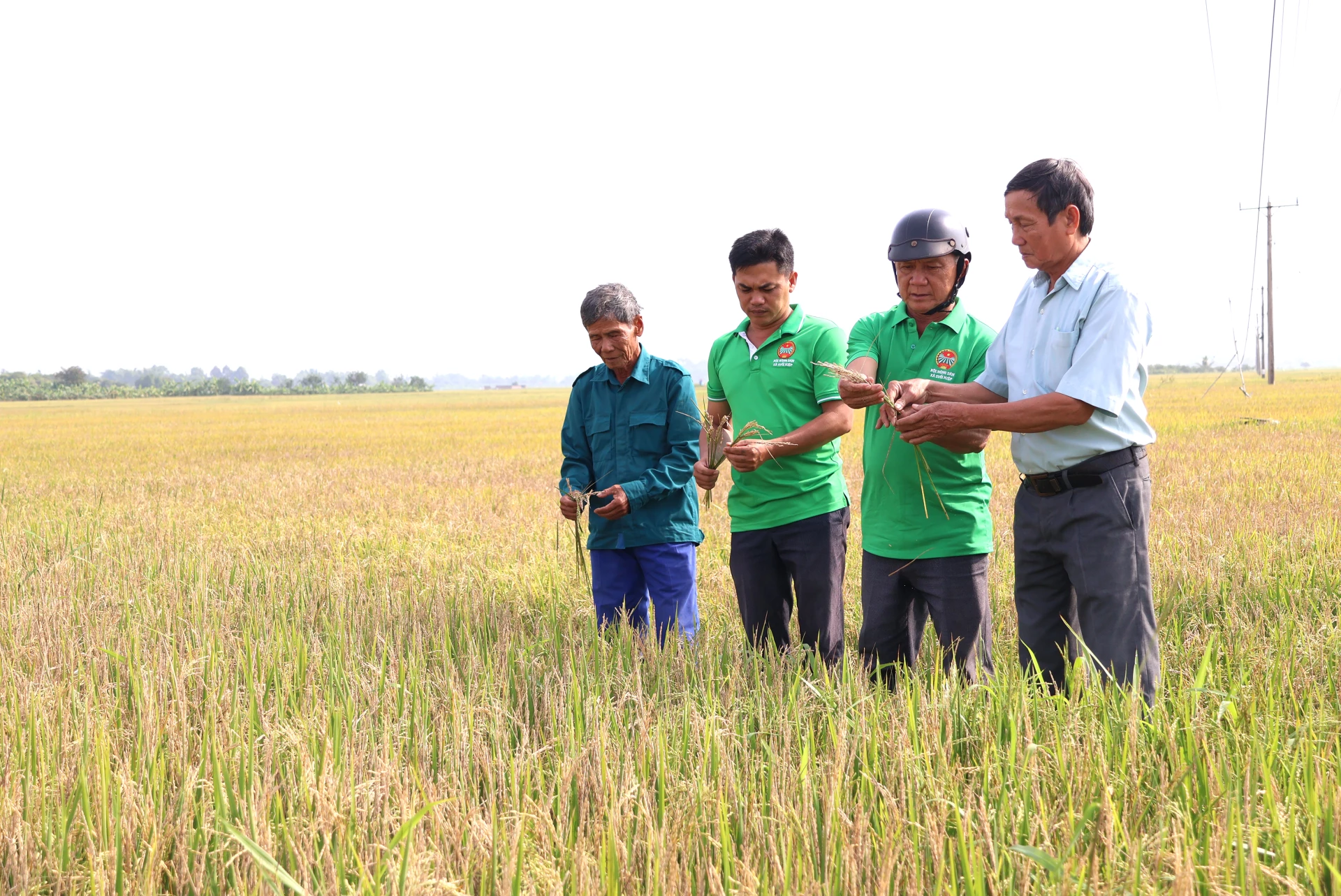Cán bộ Hội nông dân xã, đại Diện Hợp tác xã Suối Hiệp 1 và người dân kiểm tra ruộng lúa tại gia đình ông Trương Văn Nghiệp (bìa trái).