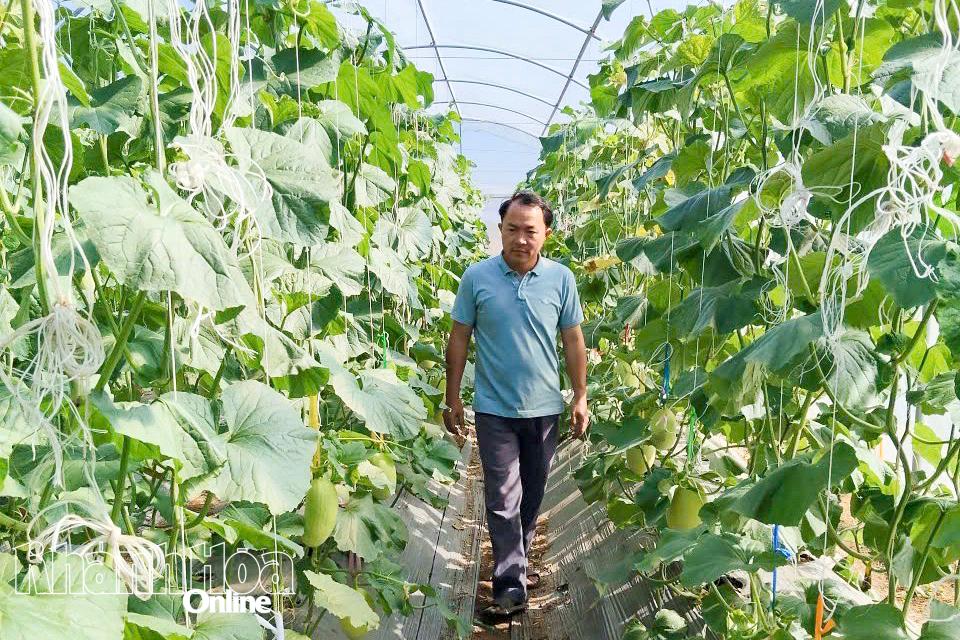 Vườn dưa lưới được canh tác theo mô hình trồng trong nhà màng ở xã Phước Hà.