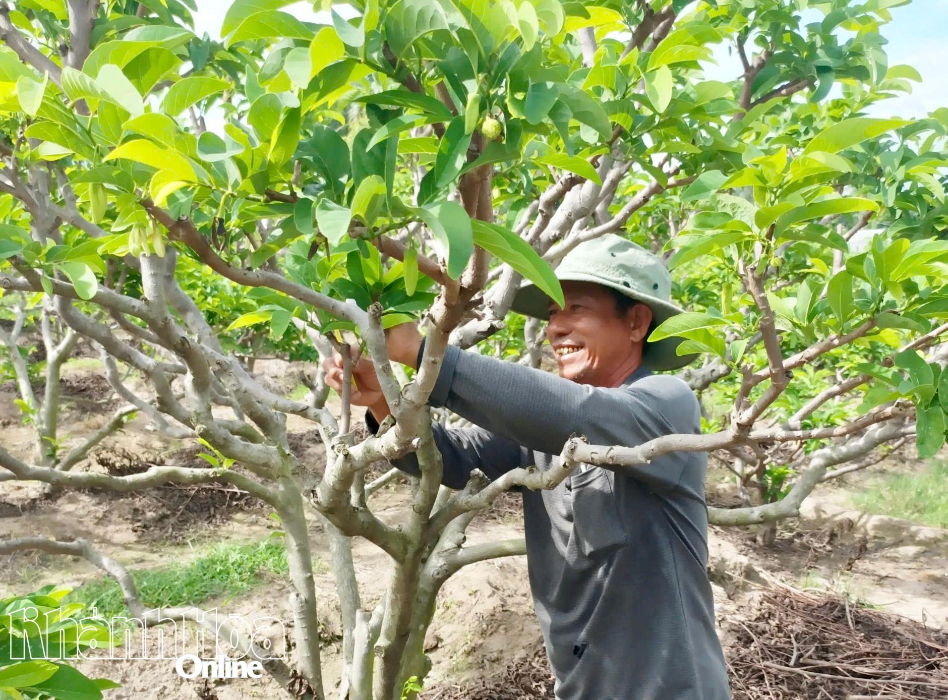 Nông dân xã Phước Hà đang chăm sóc vườn cây mãng cầu.