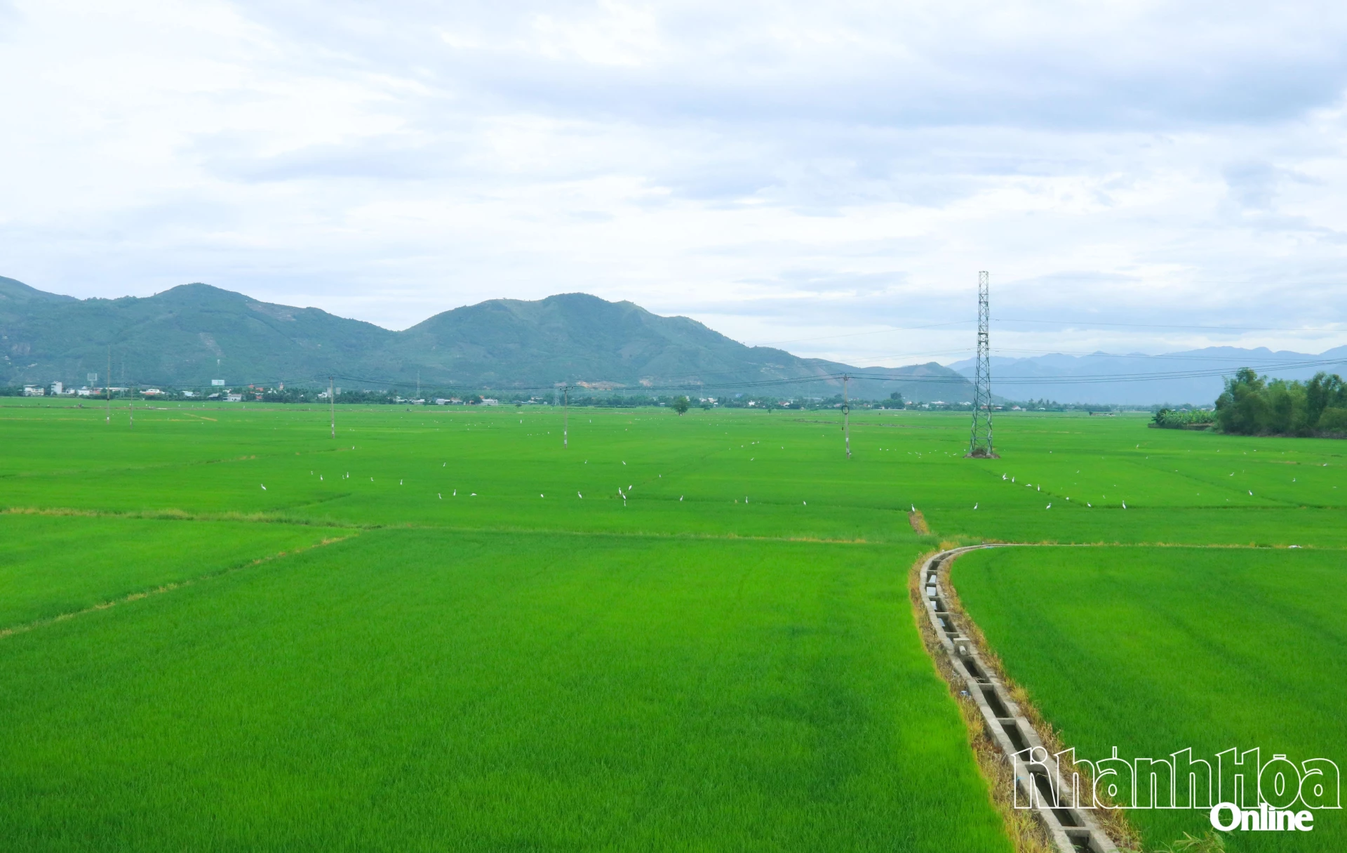 Cánh đồng lúa xanh mát trải dài bên Quốc lộ 27C,
đoạn qua khu vực Diên Khánh.