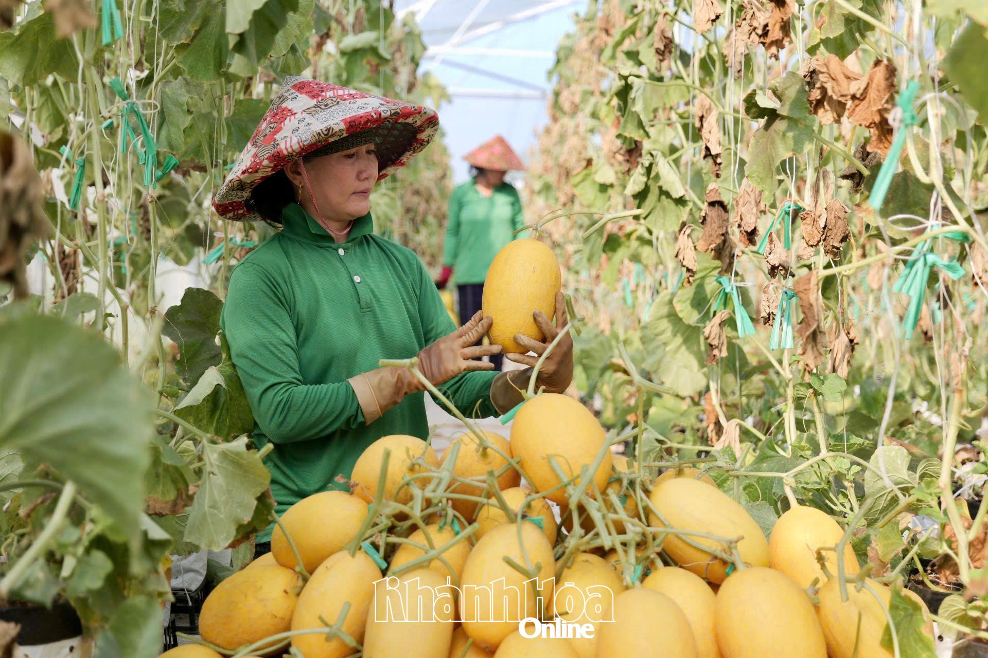 Thu hoạch dưa lưới ứng dụng công nghệ cao tại PT Farm.
