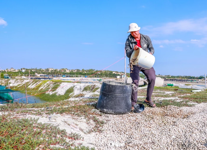 Ốc hương chết hàng loạt, nhiều hộ trắng tay