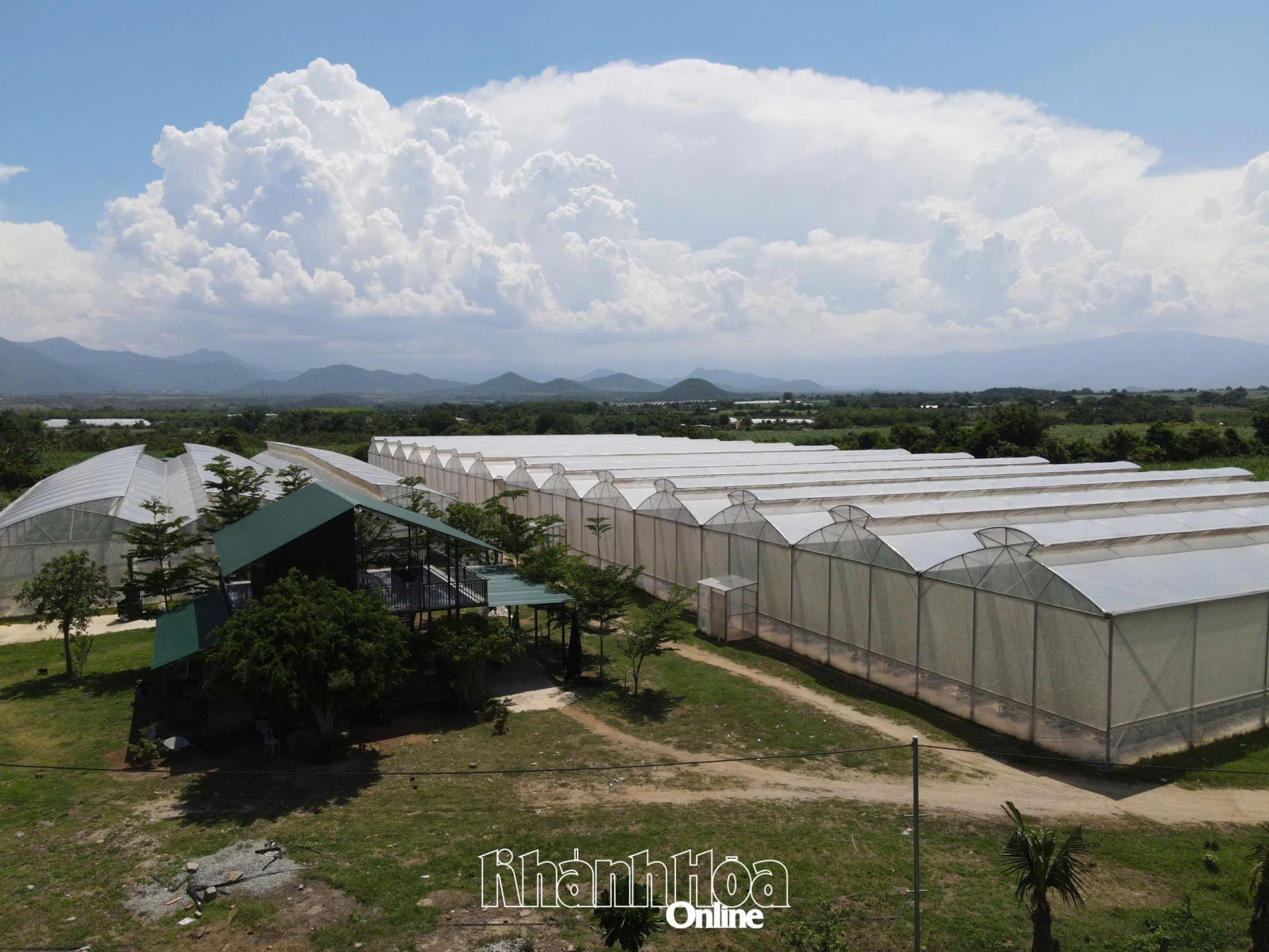Trang trại PT Farm ứng dụng nhà màng, hệ thống tưới tiết kiệm trong sản xuất dưa lưới.
