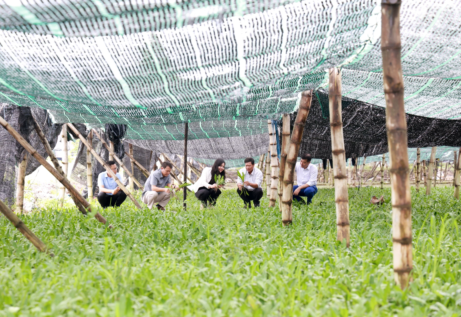 Đoàn công tác tìm hiểu mô hình trồng ngò gai tại xã Diên Lạc.