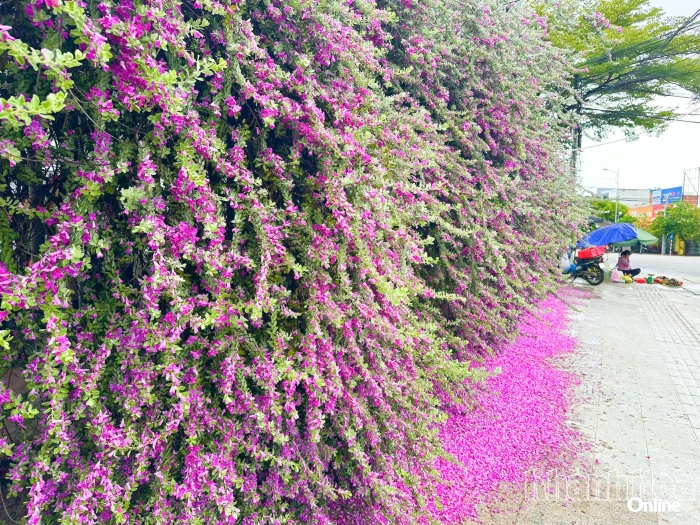 Hàng rào hoa nhuộm tím góc phố