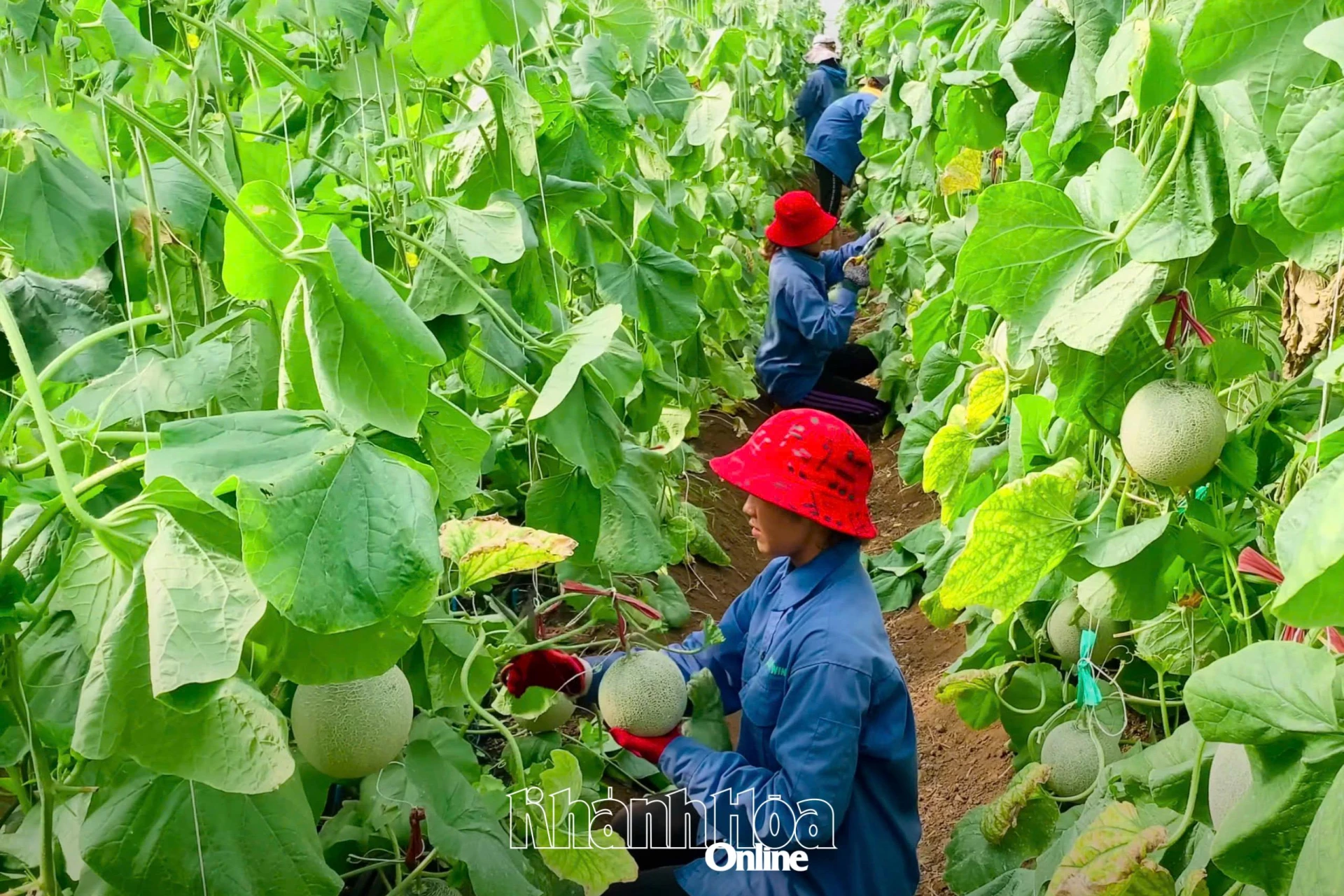 Dưa lưới được trồng trong nhà màng tại Trang trại Nắng và Gió.
