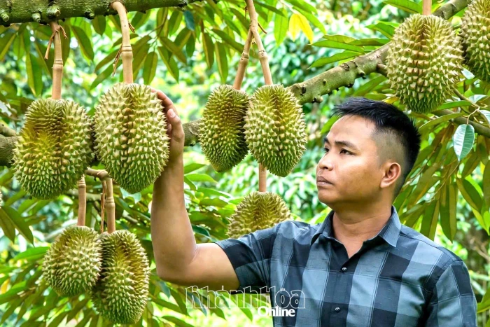Làm giàu từ cây sầu riêng