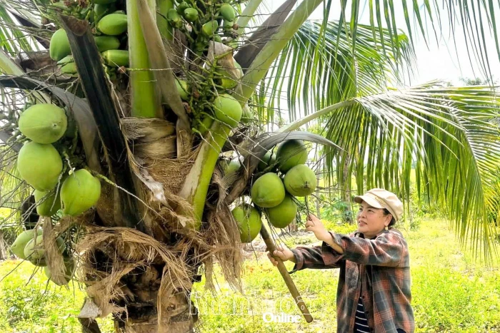 Xã Tây Ninh Hòa: Tập trung hoàn thành chỉ tiêu nông thôn mới