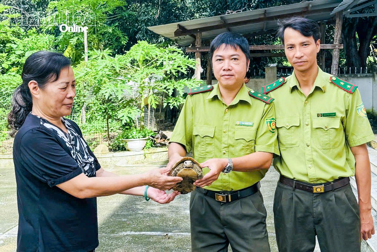 Đại diện Hạt Kiểm lâm Cam Lâm - Cam Ranh tiếp nhận 1 cá thể rùa hoang dã do người dân giao nộp.