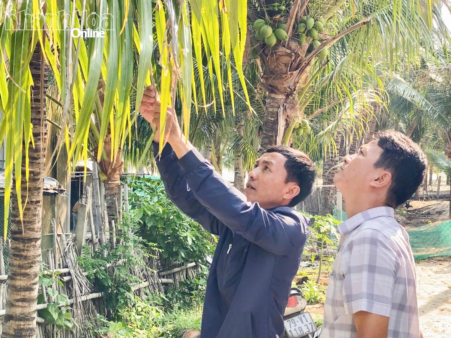 Đại diện Trạm Trồng trọt và Bảo vệ thực vật Ninh Hòa - Vạn Ninh và địa phương kiểm tra tình hình sâu bệnh trên cây dừa.