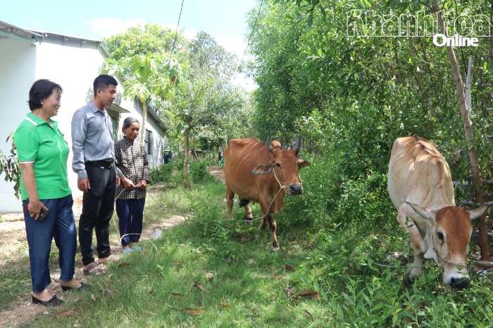 Xã Bắc Khánh Vĩnh: Mở hướng thoát nghèo từ hỗ trợ nuôi bò 