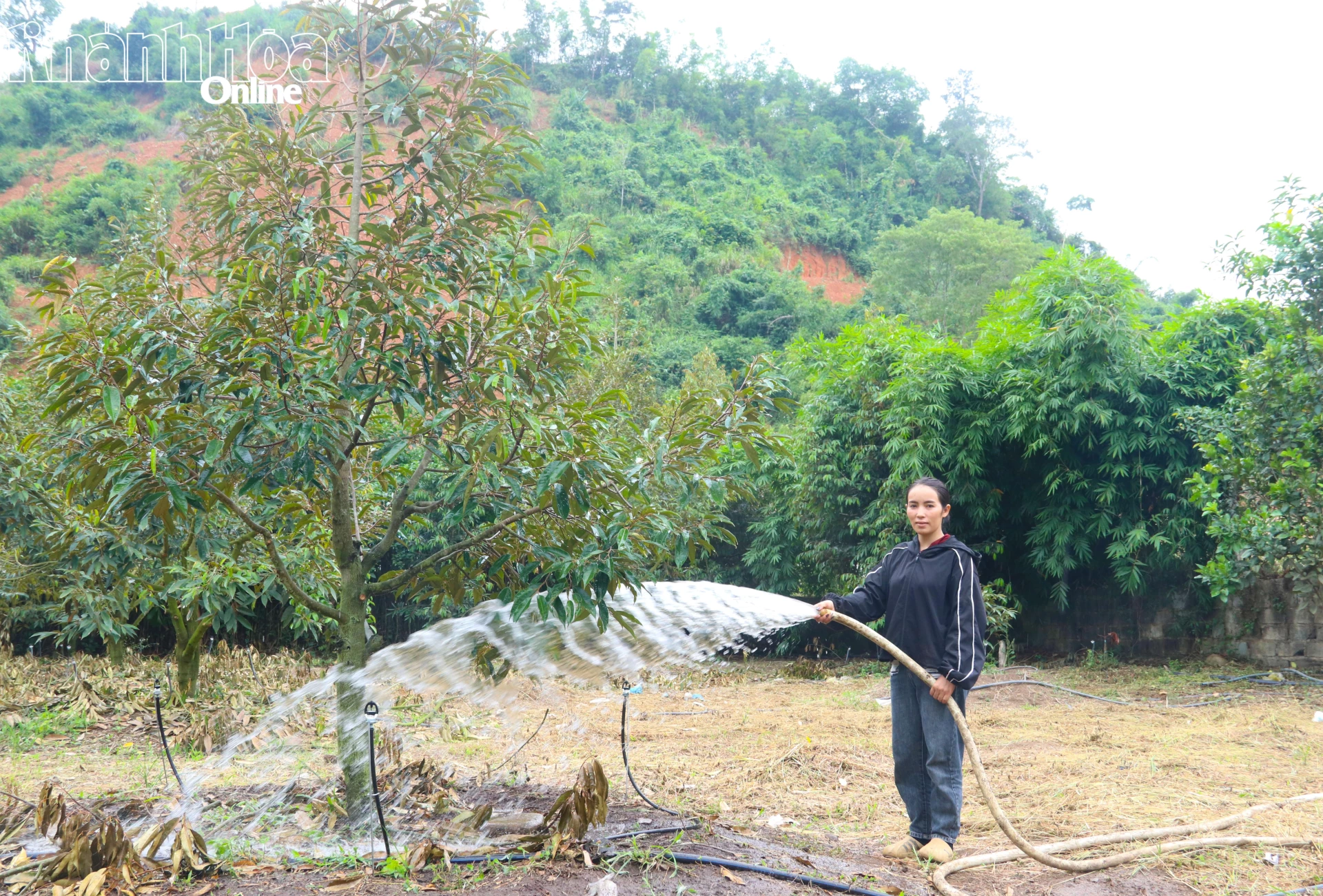 Bà Mấu Thị Bánh chăm sóc vườn sầu riêng của gia đình.