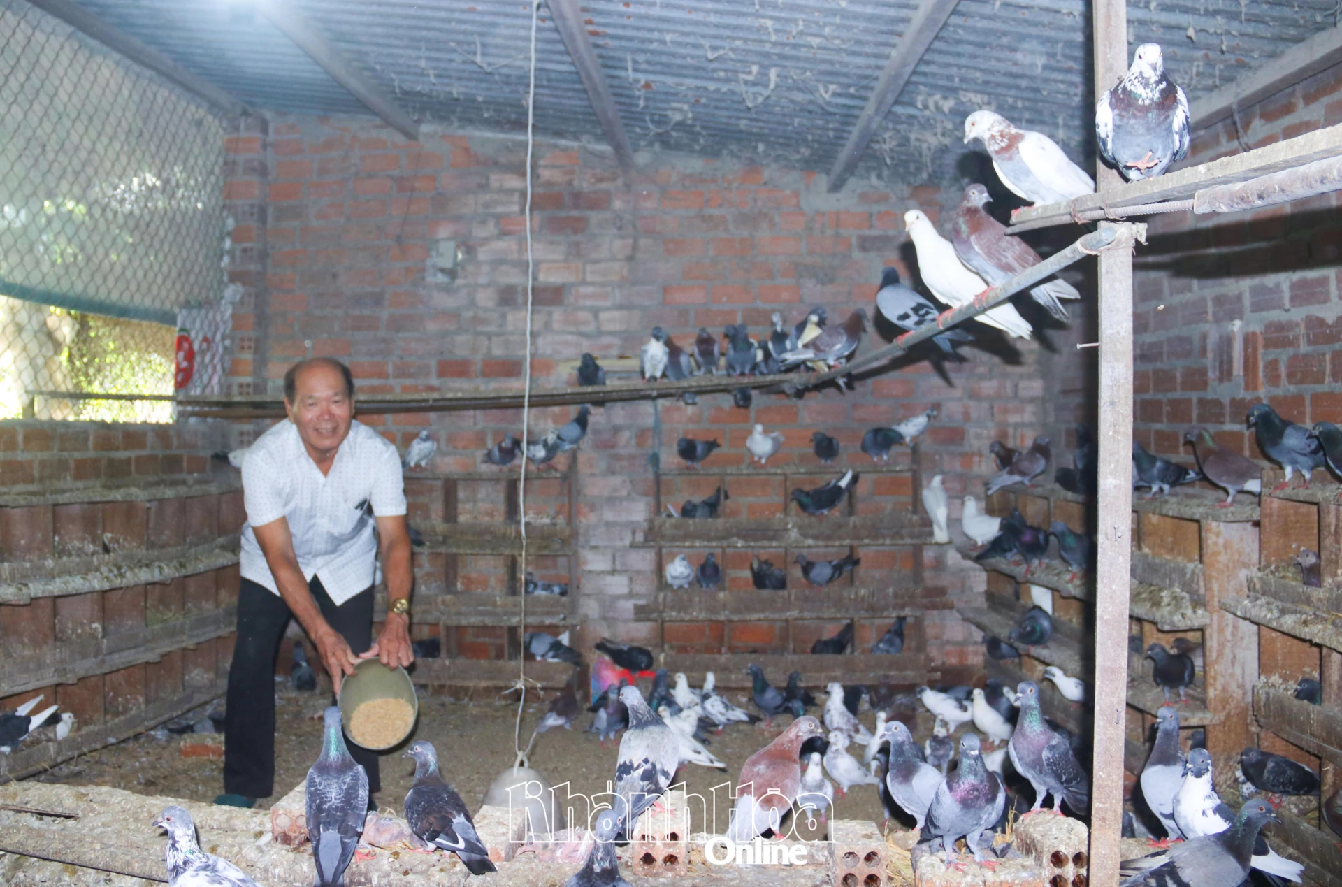Ông Phạm Văn Quyện cho chim bồ câu ăn hằng ngày.
