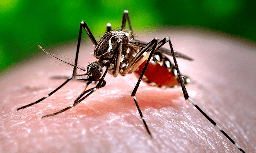 Muỗi Aedes aegypti có màu đen sẫm, trên thân và chân có những đốm trắng. (ảnh internet)