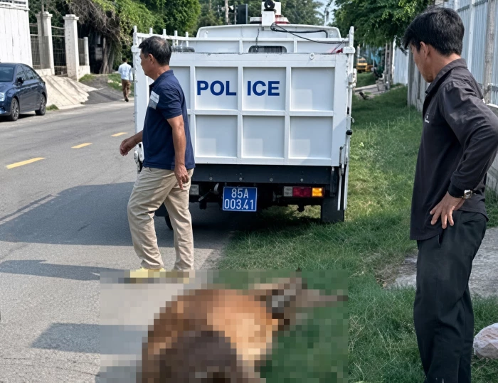 Hiểm họa từ thả rông gia súc gần đường giao thông ở xã Ninh Hải