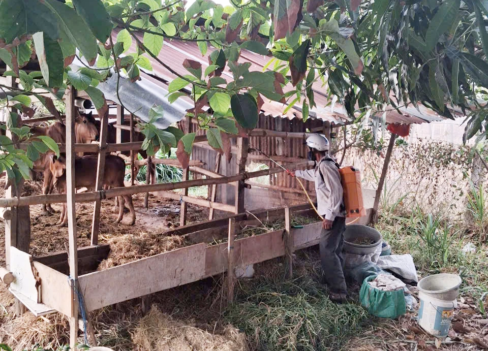 Các lực lượng xã Ninh Phước phun hóa chất khử trùng khu vực chuồng trại chăn nuôi của các hộ dân trên địa bàn xã.