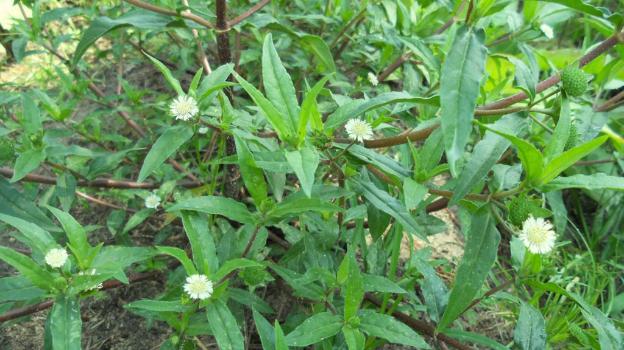 Tác dụng của cỏ mực và rủi ro khi dùng không đúng cách