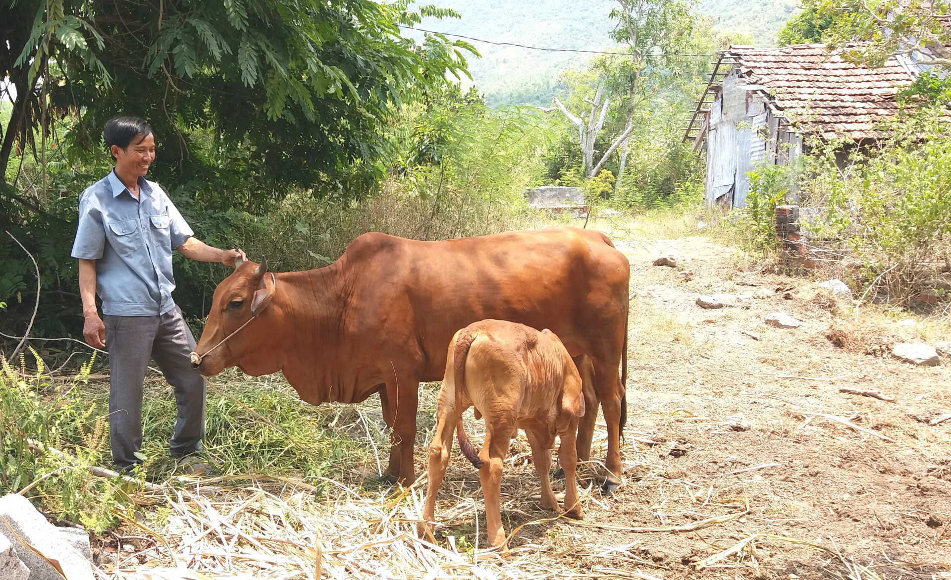 Gia đình cựu chiến binh Nguyễn Văn Ba thoát nghèo nhờ mô hình Bò giống trao tay.