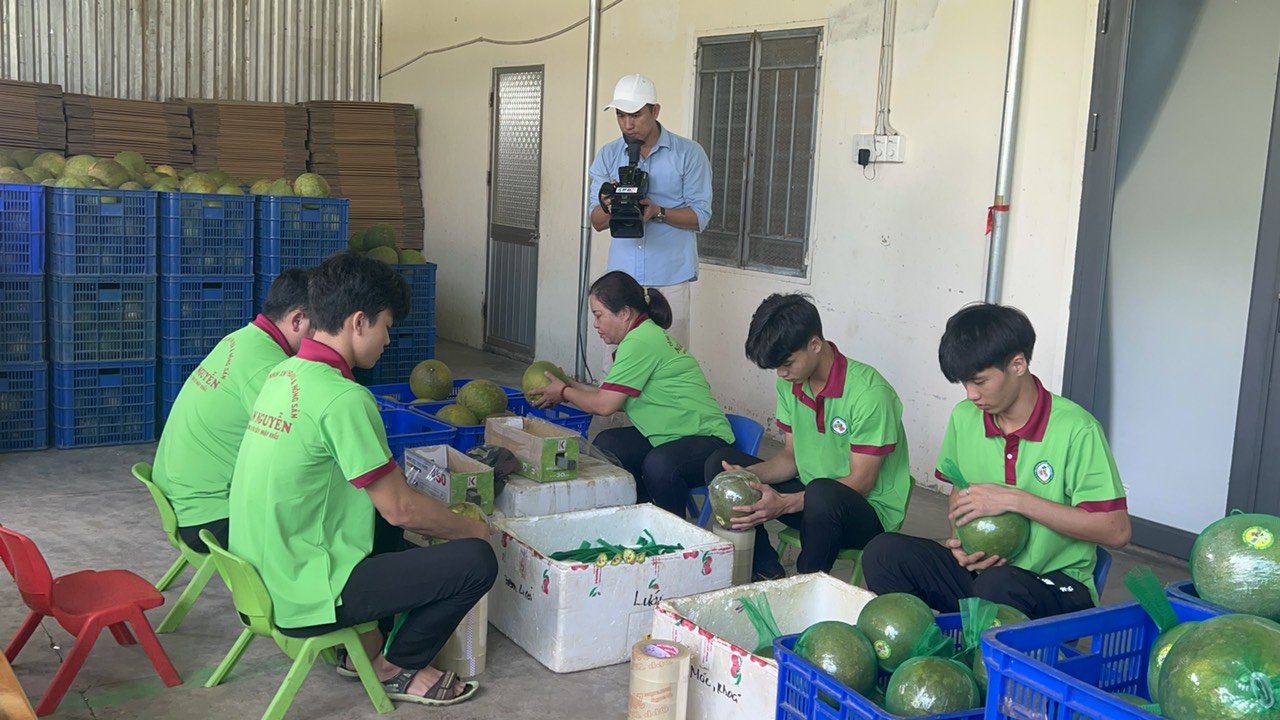 Sơ chế, đóng gói bưởi da xanh tại Công ty Ngân Nguyễn