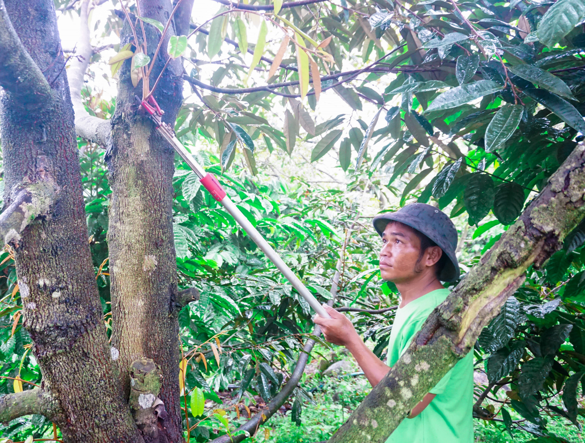 Anh Cao Hồng Nhân tỉa cành, chăm sóc cây sầu riêng sau thu hoạch