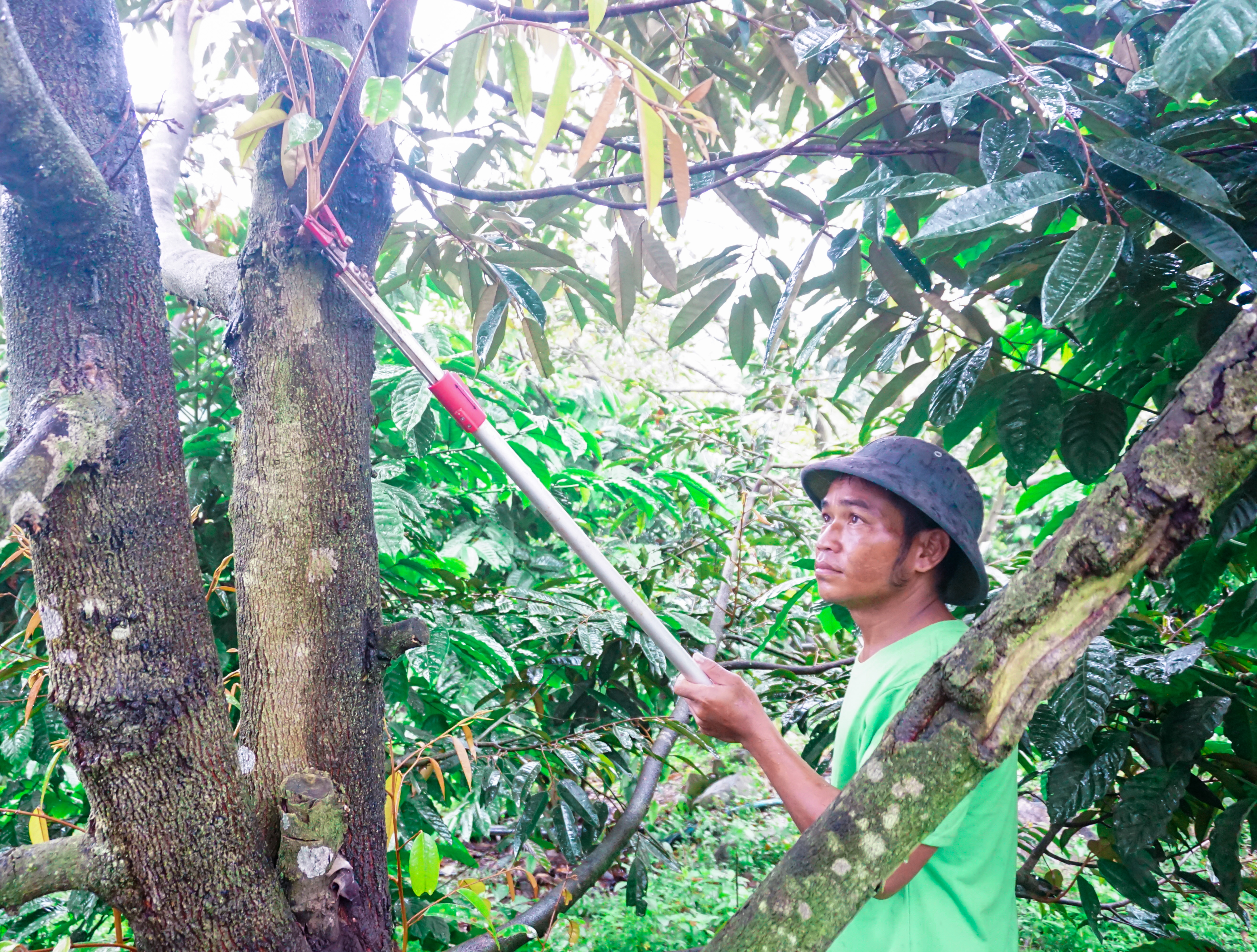 Một nông dân Raglai làm kinh tế giỏi