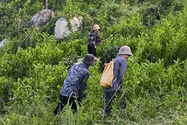 Toàn tỉnh trồng mới hơn 318ha rừng tập trung