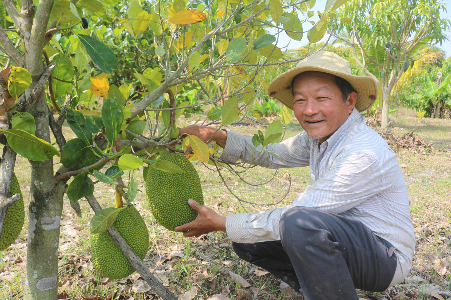 Mít của vườn nhà ông Lặc cho thu hoạch đều. 