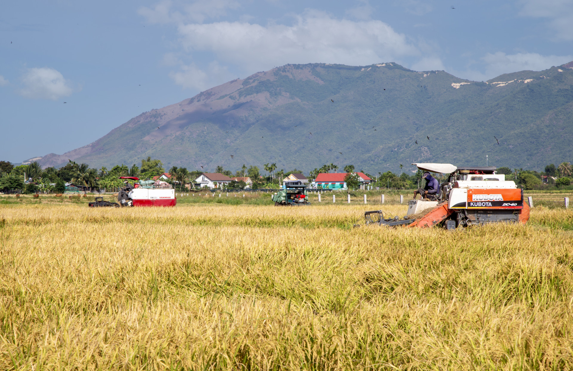 Nông dân Diên Khánh thu hoạch lúa
