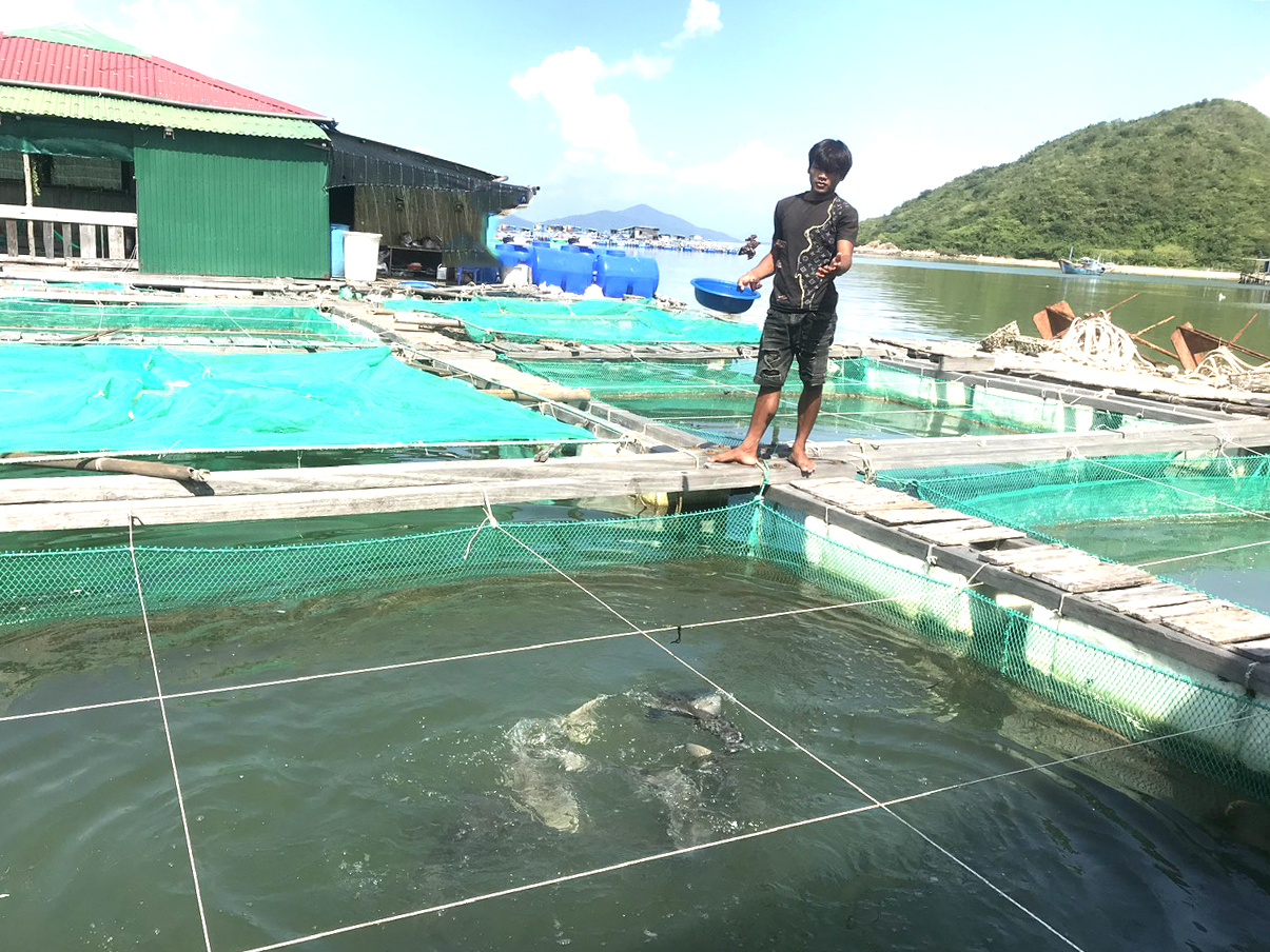 Cá nuôi trên vịnh Vân Phong: Bị chết nhiều do nhiễm bệnh